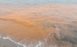 Tekirdağ’da denizin rengi değişti