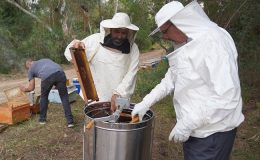 Adana’da ilk bal hasadı başladı