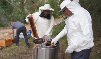 Adana’da ilk bal hasadı başladı