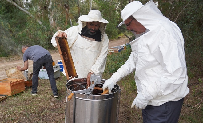 Adana’da ilk bal hasadı başladı