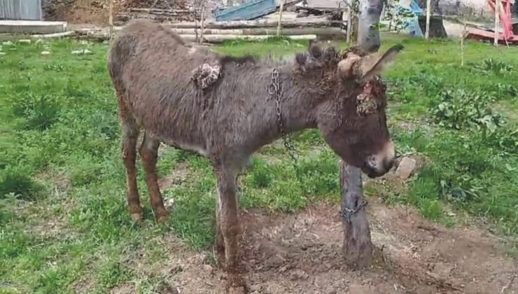Sivas’ta Terk Edilen Eşek Kadife Tedavi İçin Kurtarıldı