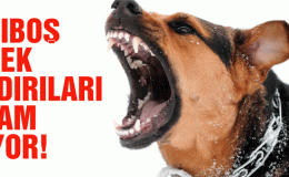 Gölbaşı’nda Köpek Korkusu: Çocuk Bina Camına Çarparak Yaralandı