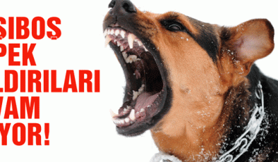 Gölbaşı’nda Köpek Korkusu: Çocuk Bina Camına Çarparak Yaralandı