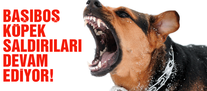 Gölbaşı’nda Köpek Korkusu: Çocuk Bina Camına Çarparak Yaralandı