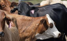 İnekten kuş gribi bulaştı!