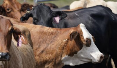 İnekten kuş gribi bulaştı!