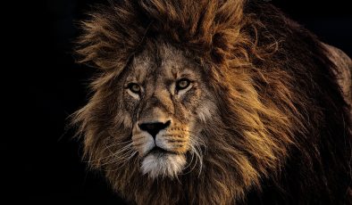 Rüyada Aslan Görmek Ne Anlama Gelir?