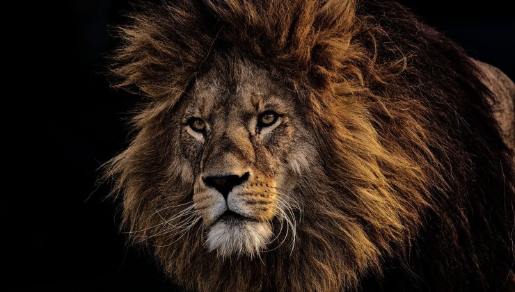 Rüyada Aslan Görmek Ne Anlama Gelir?