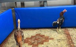 Kahvehanede horoz dövüşüne polis baskını