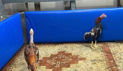 Kahvehanede horoz dövüşüne polis baskını