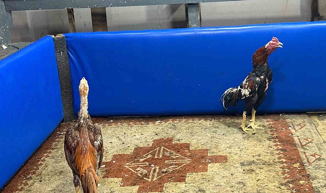 Kahvehanede horoz dövüşüne polis baskını