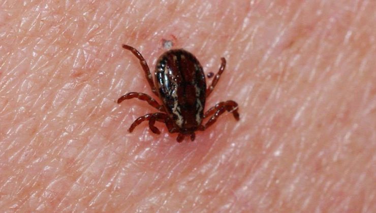 Tokat’ta 8 yaşındaki çocuğu kene ısırdı