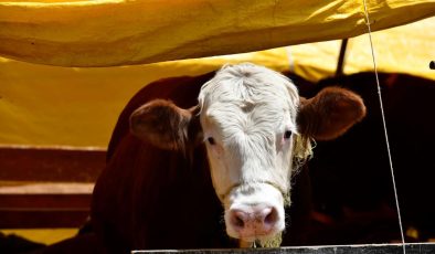 Kurban Bayramı’nda 3 milyon 330 bin hayvan kesildi