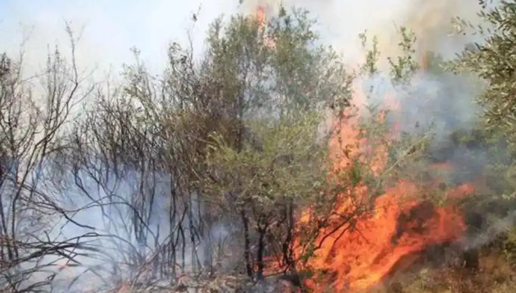 Feke’de orman yangını: Söndürme çalışmaları sürüyor